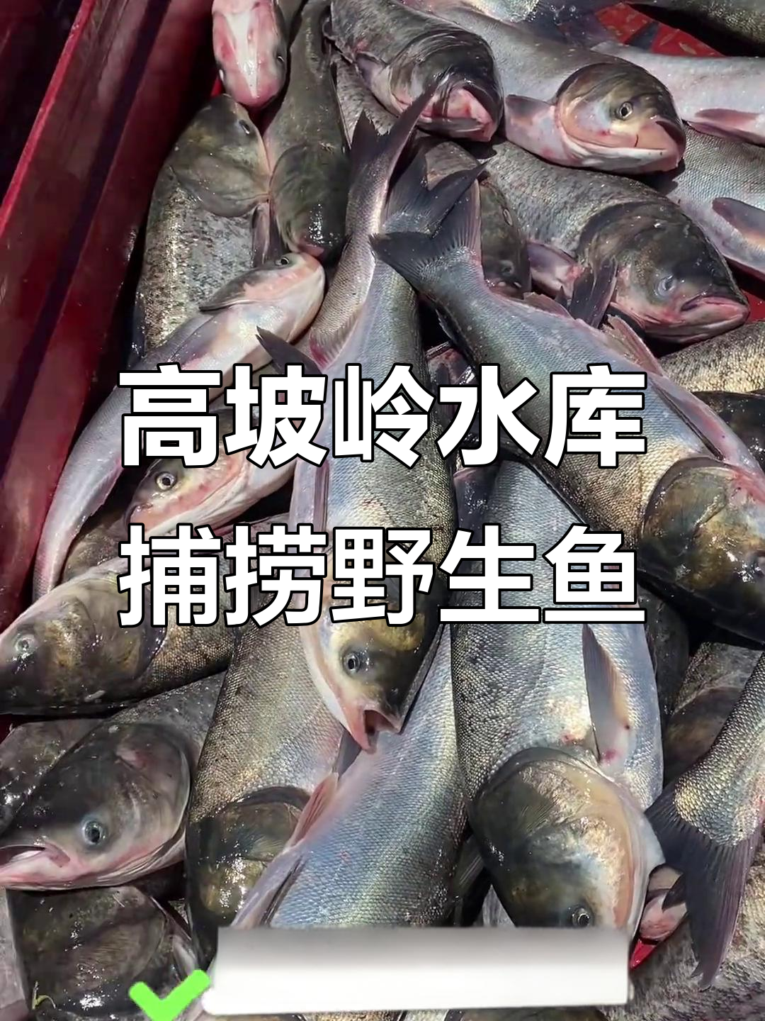 海南东方高坡岭水库野生翘嘴,钓鱼佬网钓大丰收
