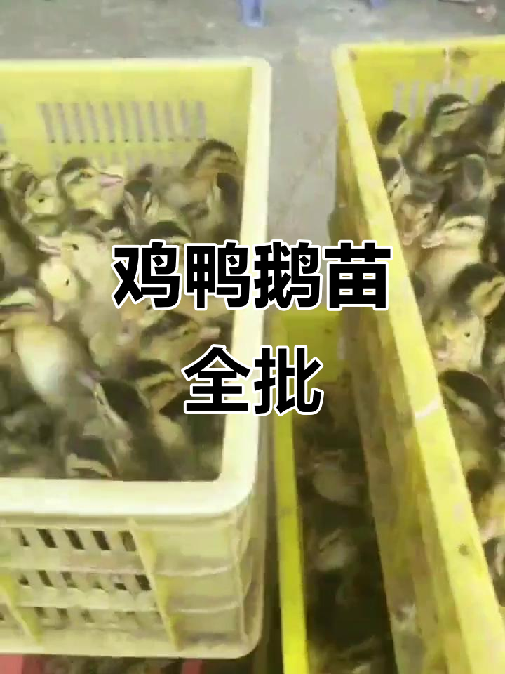 鸡鸭鹅苗批发,品种多样任你选
