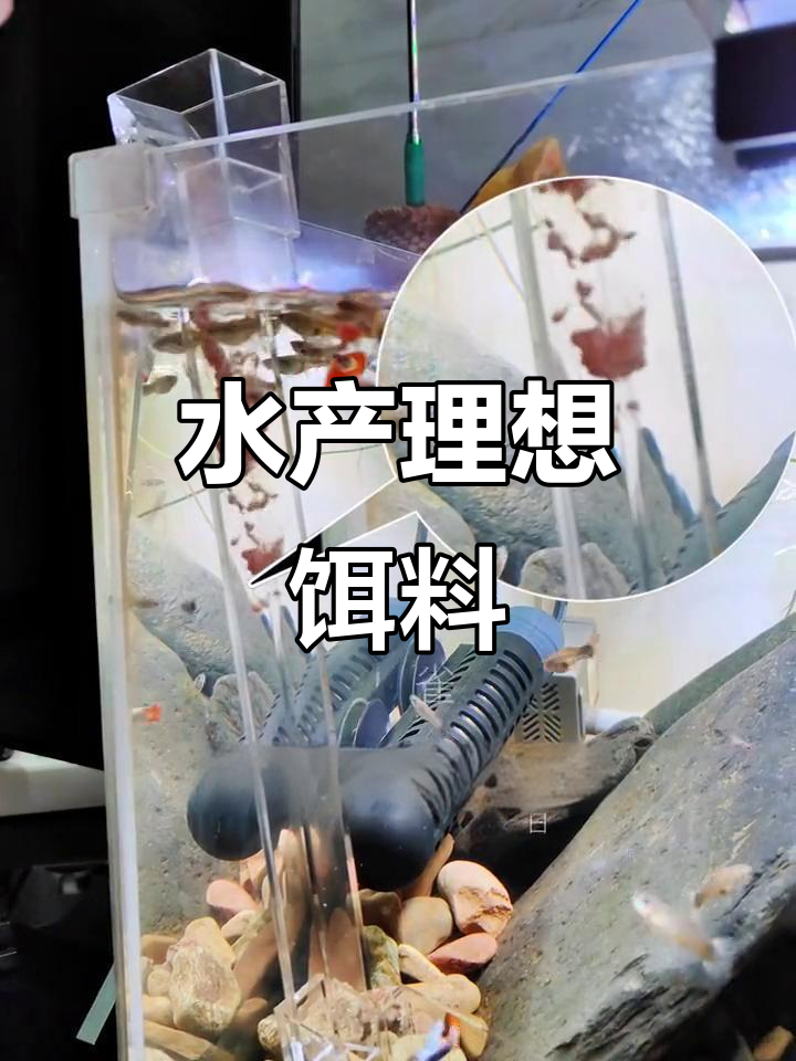 丰年虾富含营养,是水产养殖中理想的饲料选择
