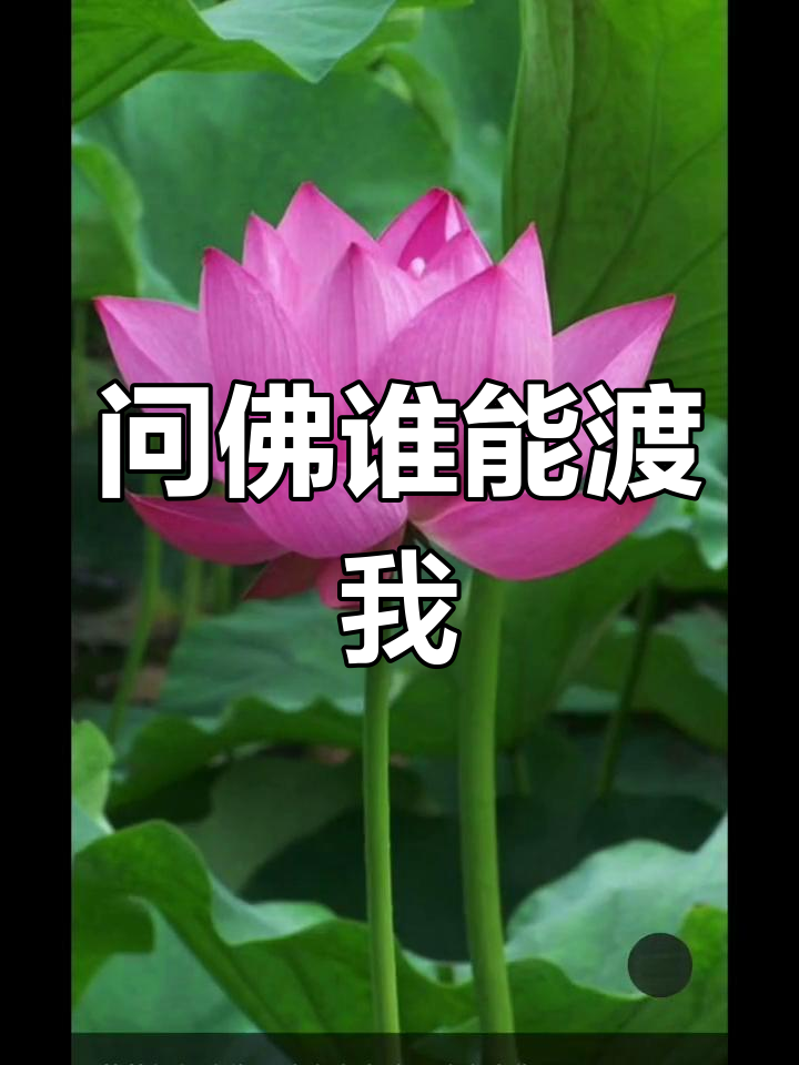 佛前莲花,放下杂念,生死苦与乐的答案