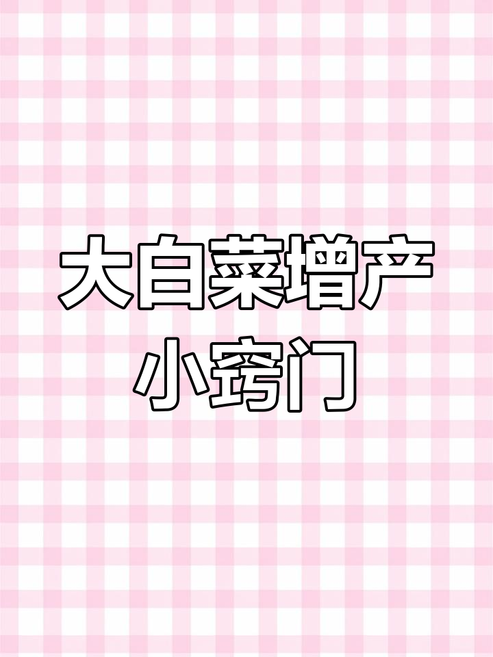 白菜高产秘诀:这几个技巧让你亩产万斤