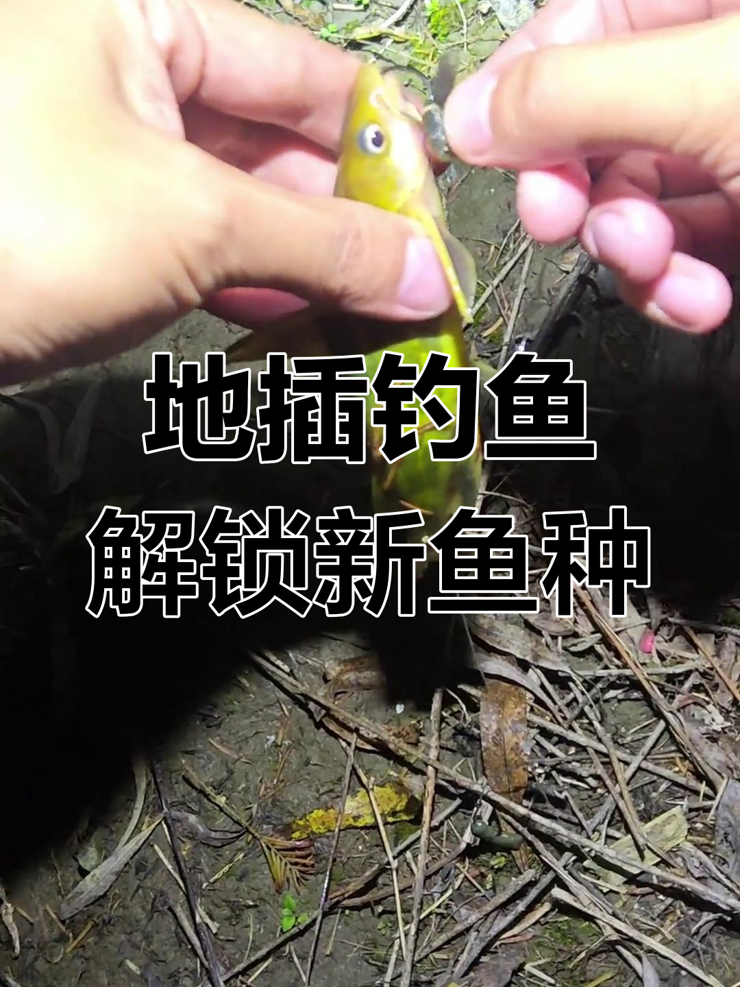 寒冬深水钓镜鲤,地插加串钩提高效率