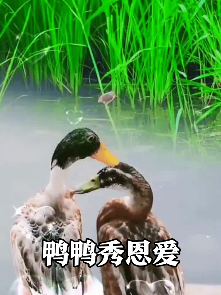 鸭子情侣自带爱心特效,这波狗粮我先干为敬!