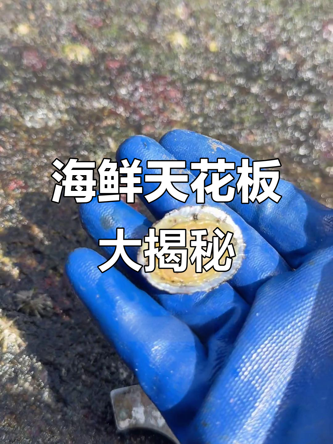 赶海寻鲜,将军帽与小鲍鱼的美味之旅