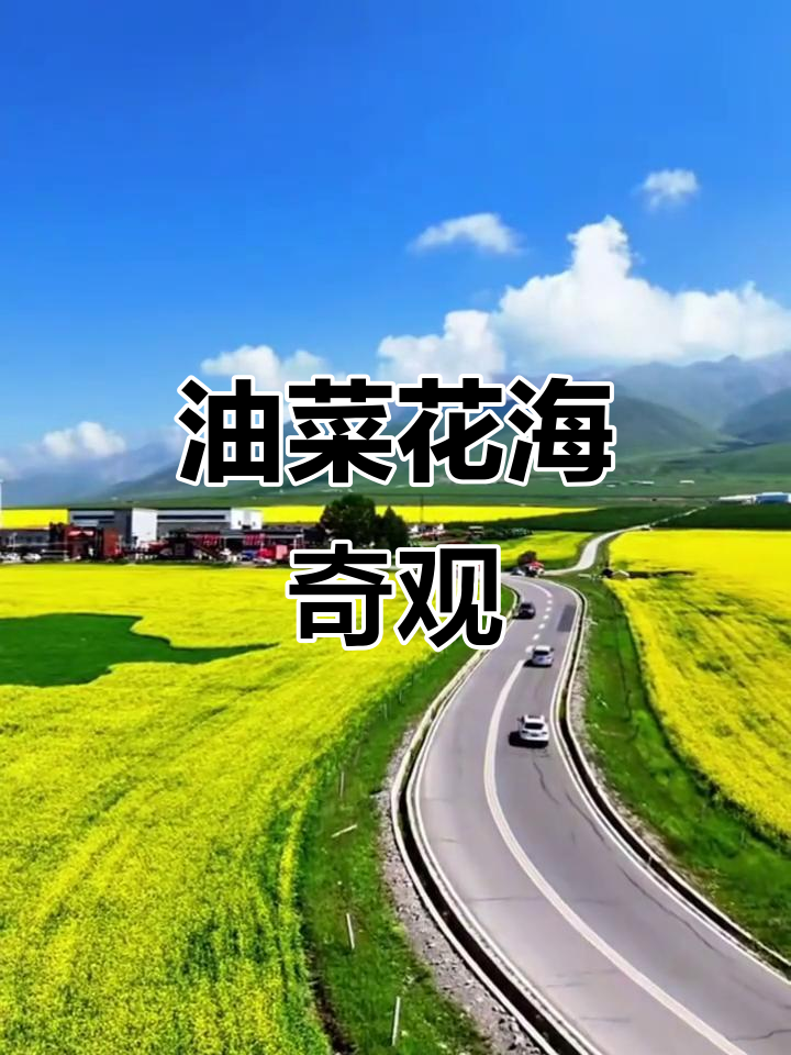 7月4日青海门源油菜花海,金黄遍野美景醉人