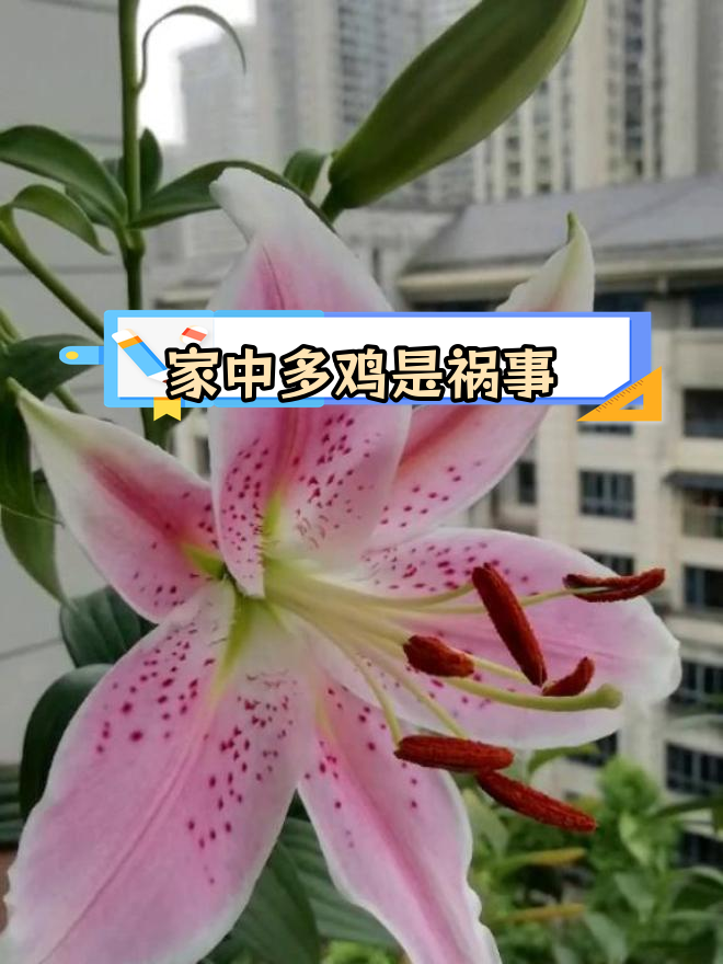 梦见家中鸡群,预示着麻烦来临