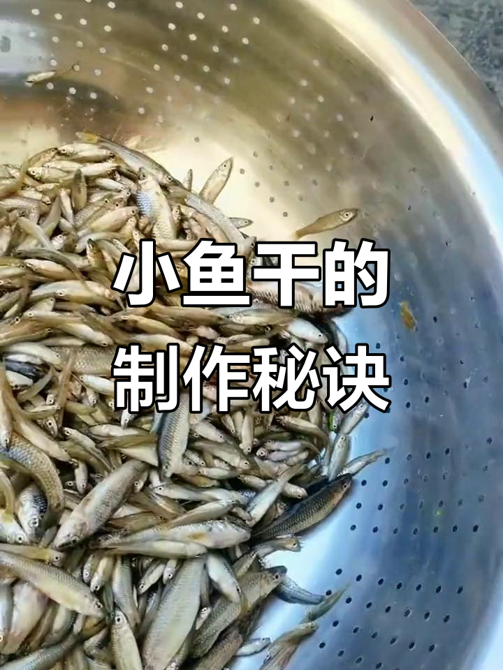 自制小鱼干,电饼铛加热烘干,轻松捕获麦穗鱼