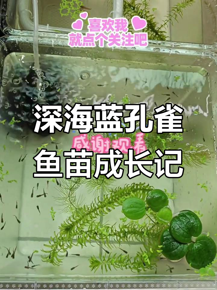 深海蓝孔雀鱼苗20天,尾巴开始发色,换水过程全纪录
