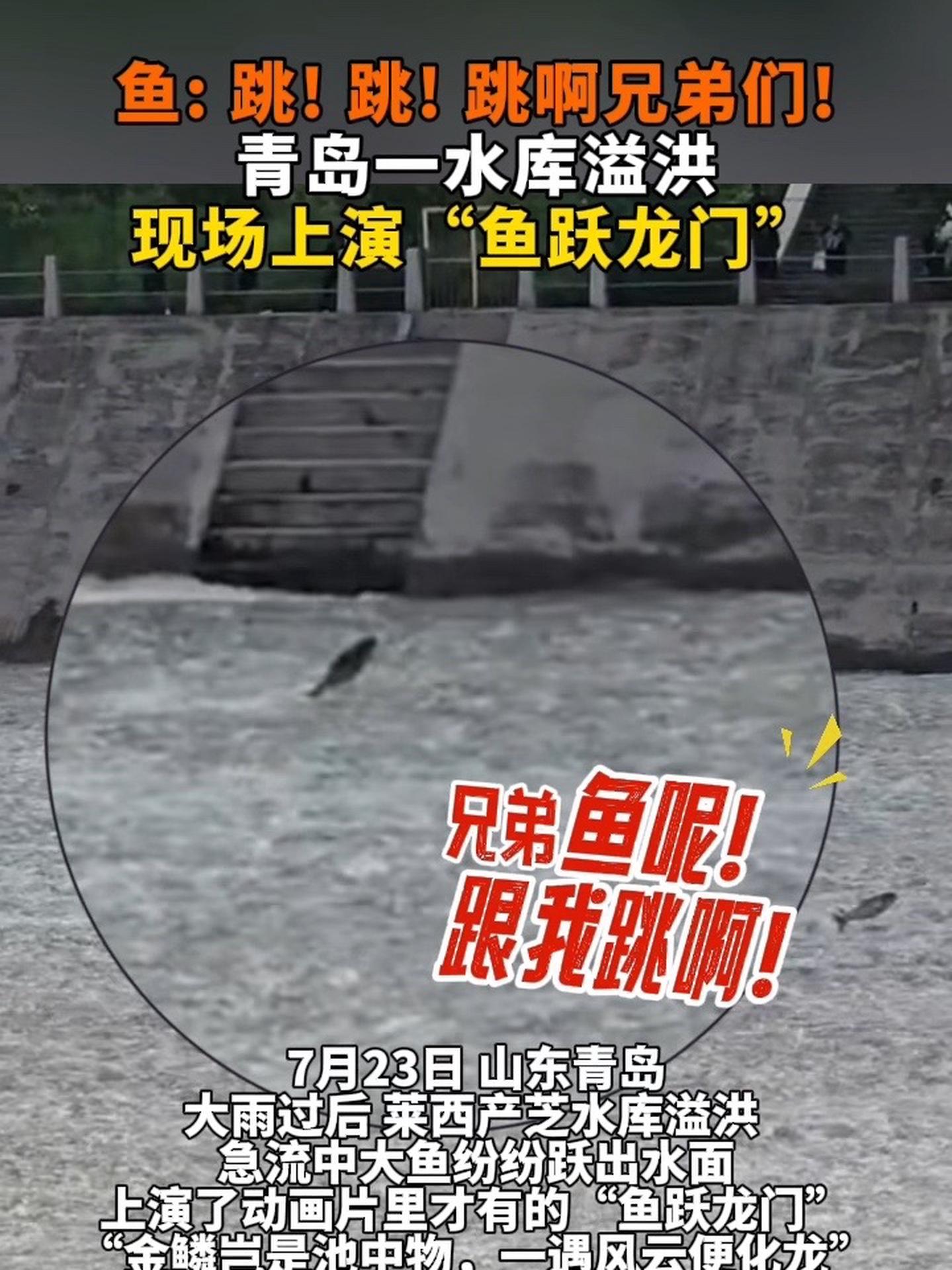 鱼:跳!兄弟们跳啊!青岛一水库溢洪,现场上演“鱼跃龙门”,见者好运!好运连连 鱼跃龙门 青