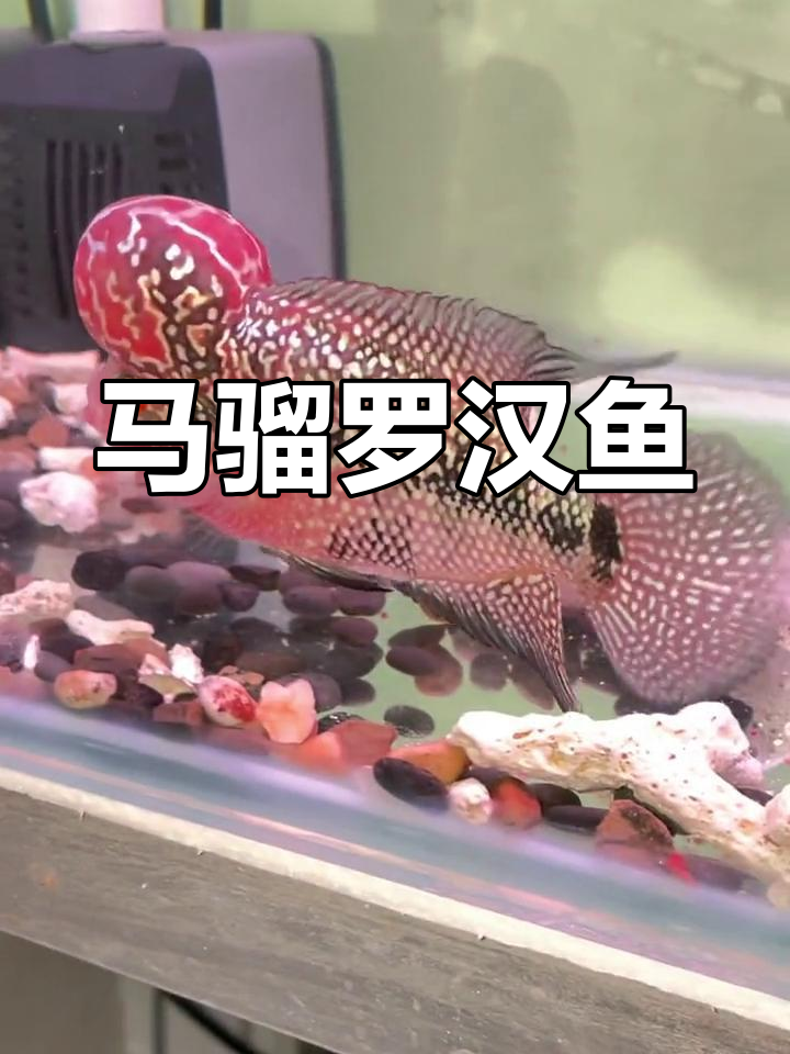 帝王马骝罗汉鱼之美