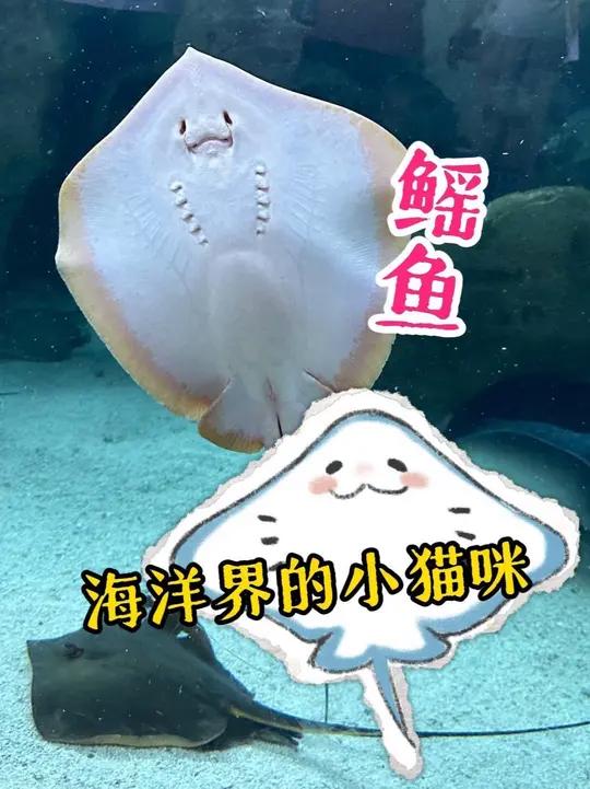 海洋界有自己的小猫咪#鳐鱼 #动物 #冷知识 #海洋