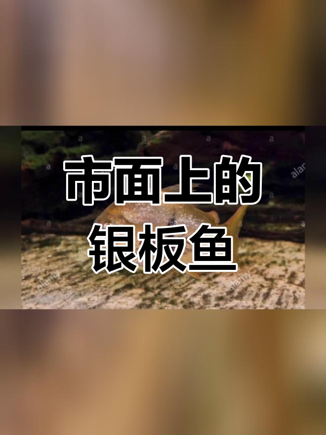 常见银板鱼种类解析
