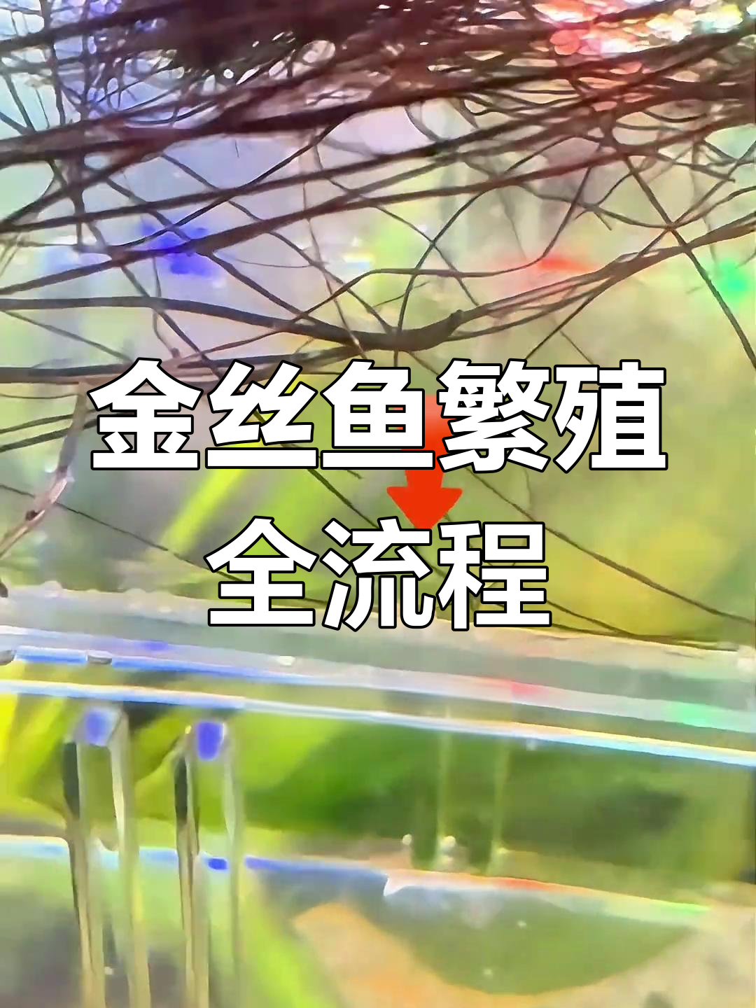 白云金丝产卵后孵化技巧,三天内搞定!