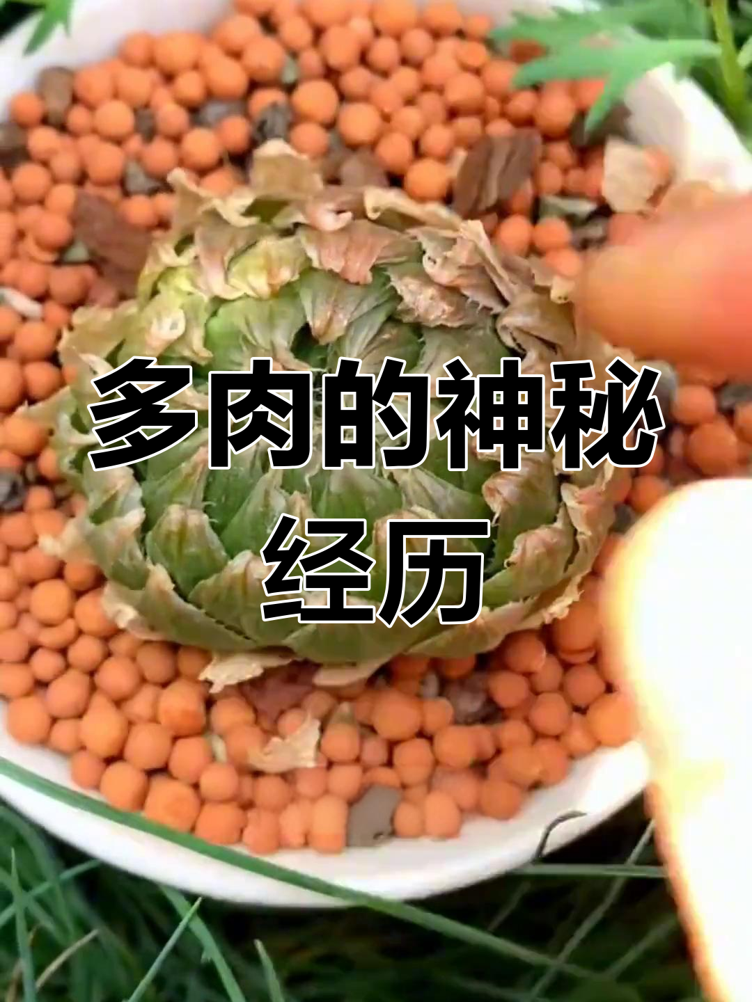 樱水晶的多肉冒险:从密闭空间到自由
