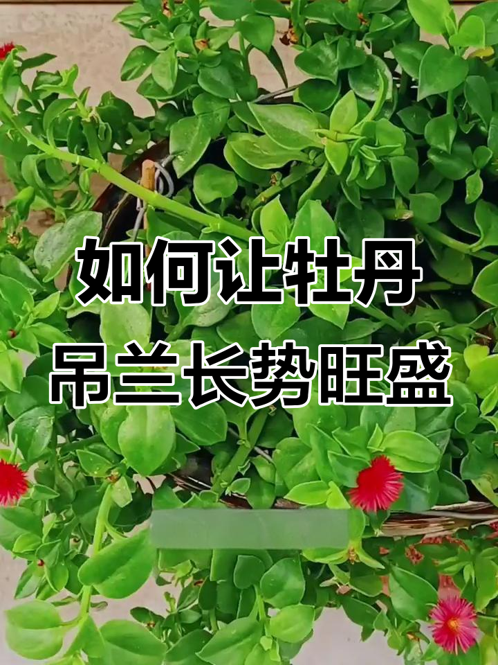 牡丹吊兰快速爆盆开花秘诀,掌握这些养护技巧