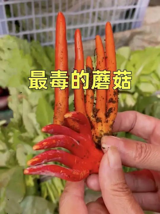 最毒的蘑菇——火焰茸
