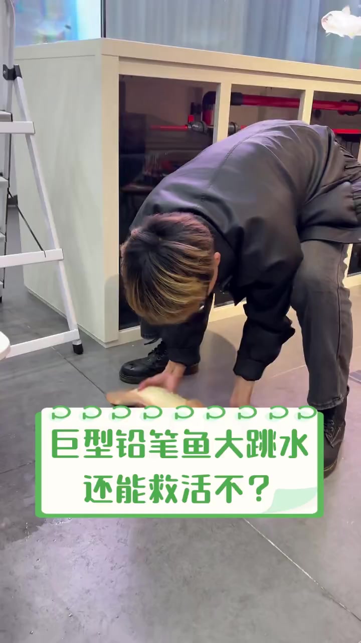 巨型铅笔鱼大跳水,还能救活不?