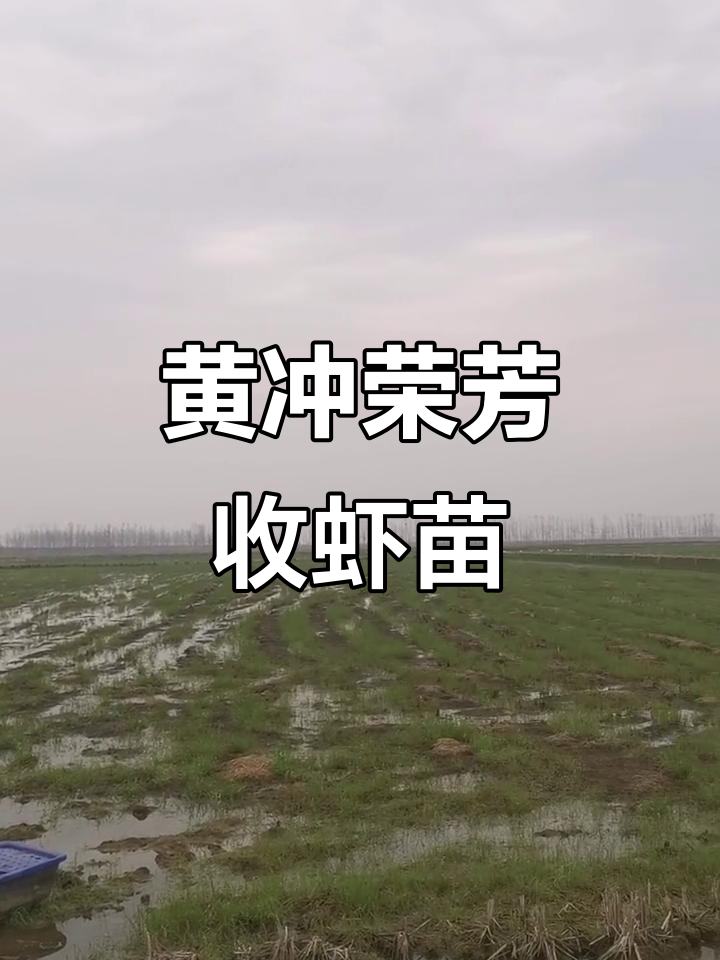 孟集镇黄冲荣芳稻虾基地:4月1日起收购虾苗,欢迎合作