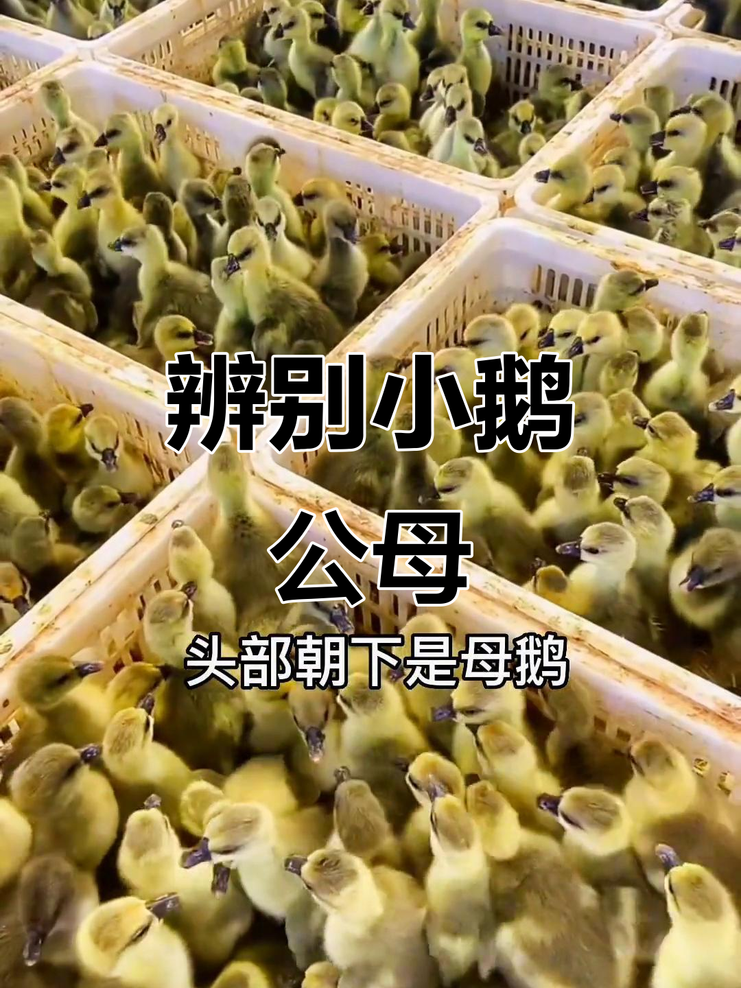 小鹅公母分辨技巧,一看就懂