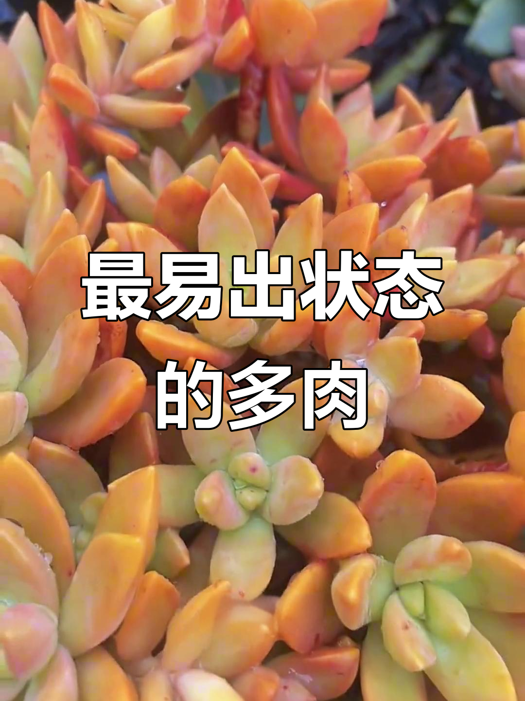 10款最容易出状态的多肉,看看你家有没有这些品种