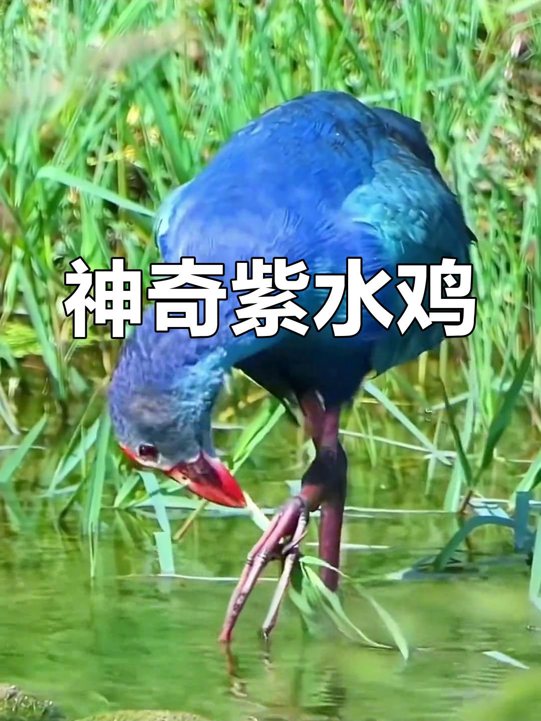 紫水鸡:行走如飞,脚功惊人!