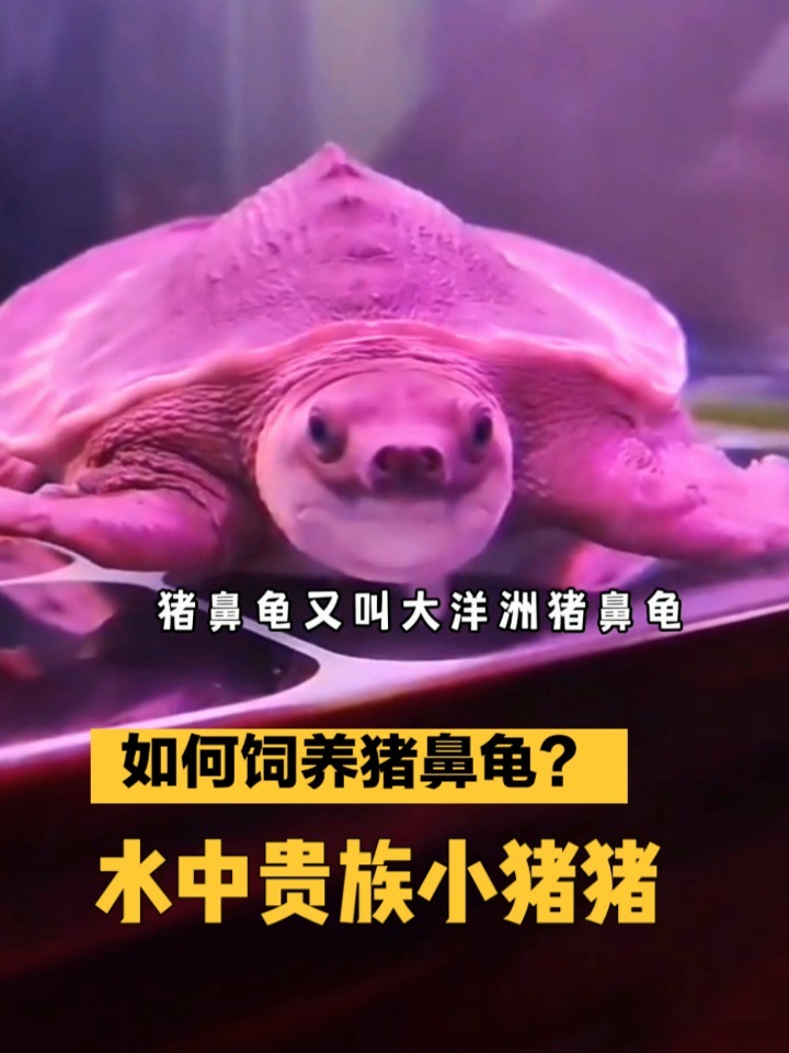 观赏鱼界小猪猪 你养过吗?
