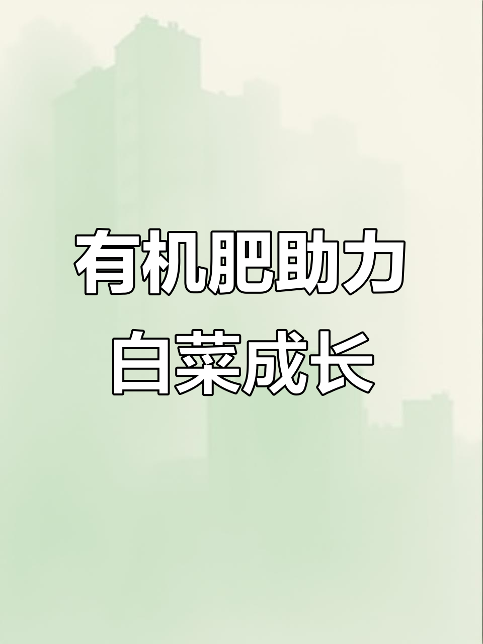 炎热夏季,小白菜依旧健康生长,全靠羊粪有机肥的功劳