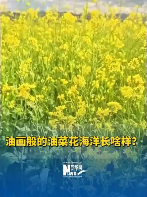 油画般的油菜花海洋长啥样?跟随镜头一起看,青海门源县百里油菜花组成的花海有多美!活力中国调