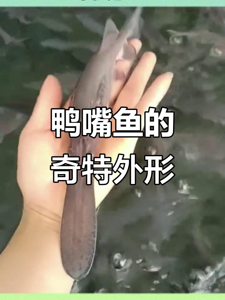 鸭嘴鱼,软骨无鳞,形似鸭子嘴巴