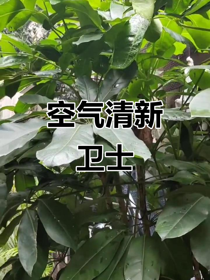 辐叶鹅掌柴,室内空气净化高手