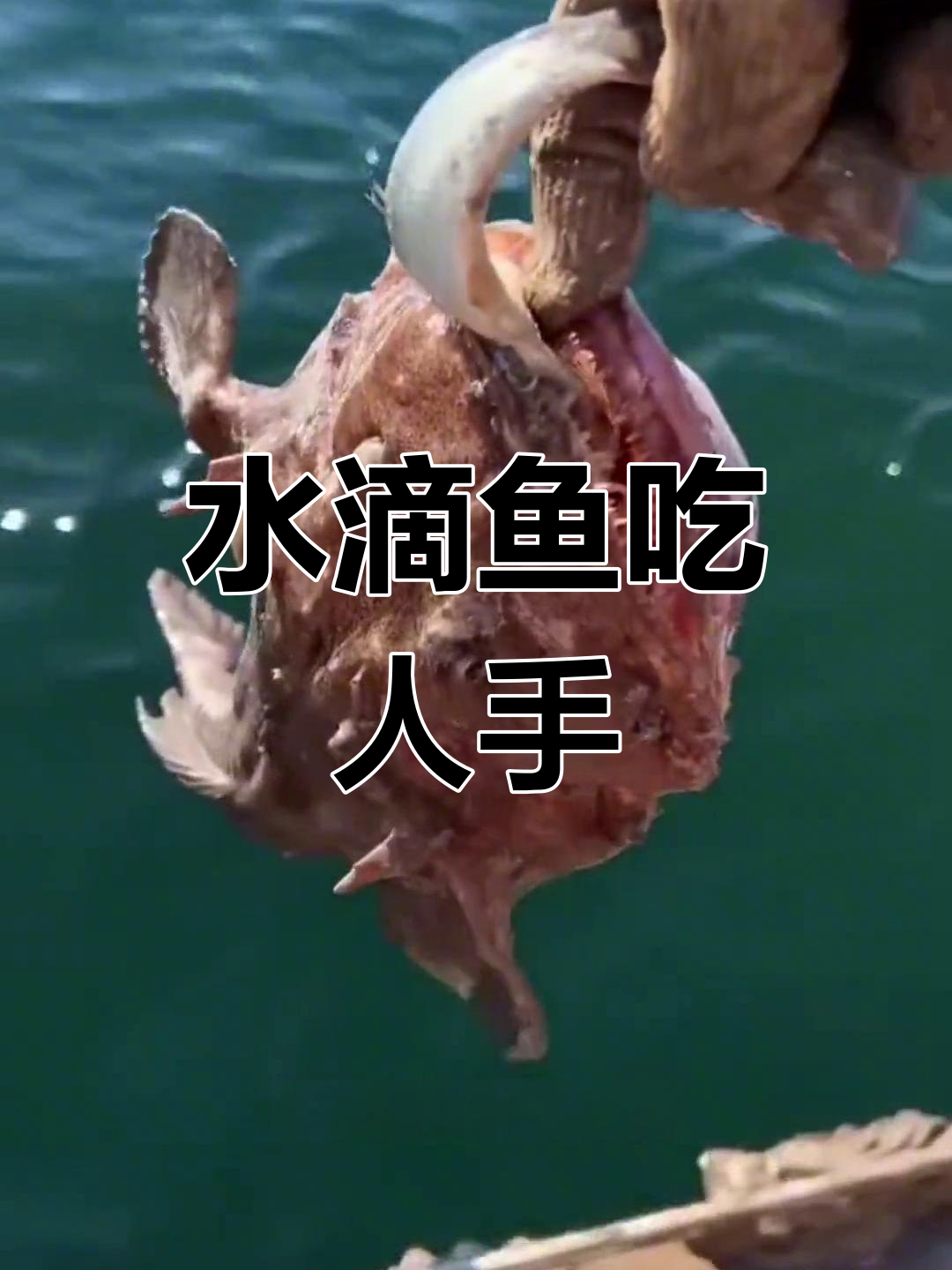 水滴鱼咬人事件,海边惊现生猛生物