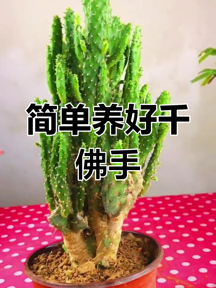 千佛手多肉养护技巧,轻松打造美丽植物