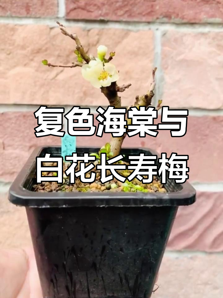 白花长寿梅与复色海棠的美丽碰撞,世界一海棠惊艳登场