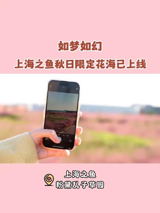 超梦幻!上海奉贤 上海之鱼区域内有一大片花海等你来打卡→