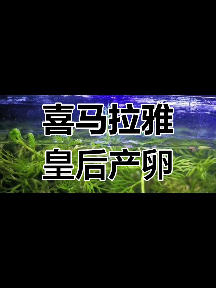 喜马拉雅蓝闪电皇后首次产卵,期待新生命的诞生