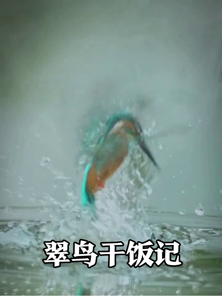 翠鸟捕鱼全记录:从站岗到干饭,动作帅到离谱!