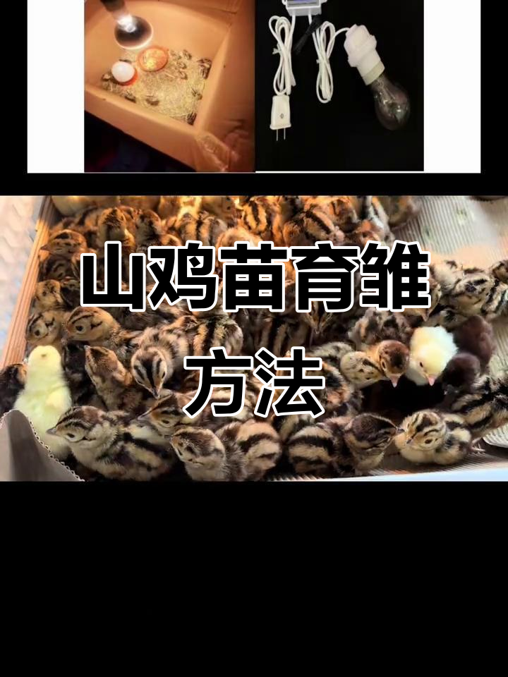 七彩山鸡苗育雏技巧，保温、喂水、开口料全攻略