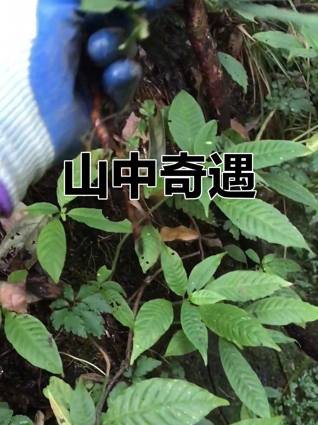 山中偶遇“鸡筋参”,激动得语无伦次,土鸡差点遭殃!