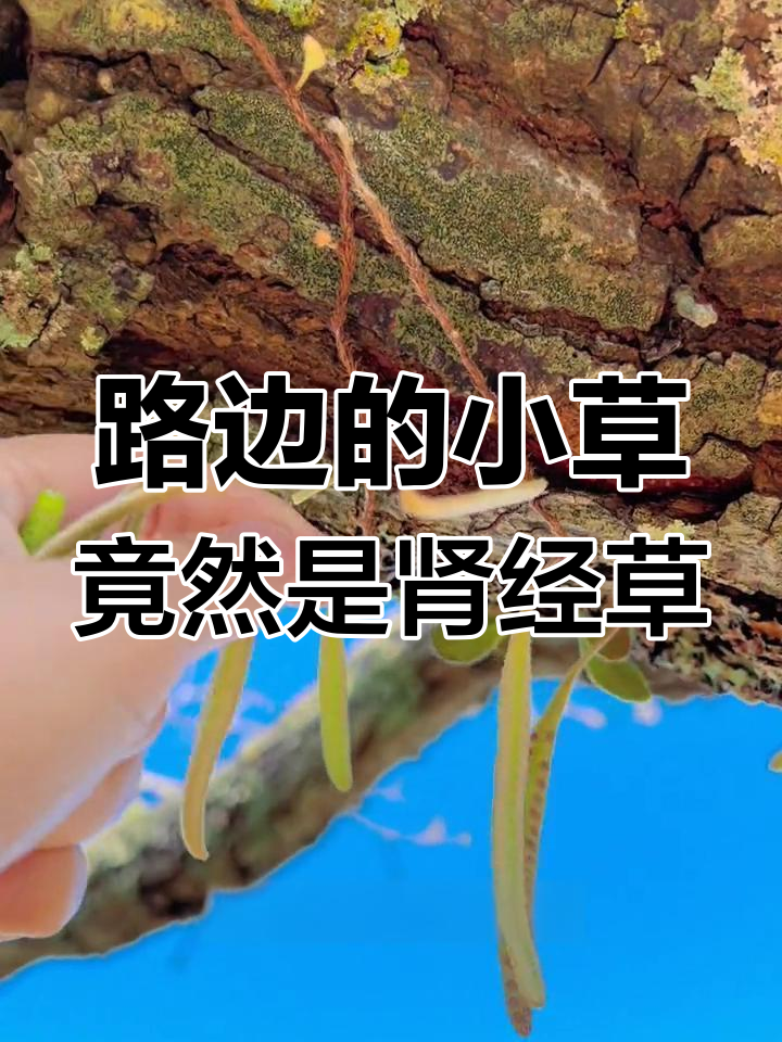 春天路边的神秘小草,竟是传说中的肾经草?