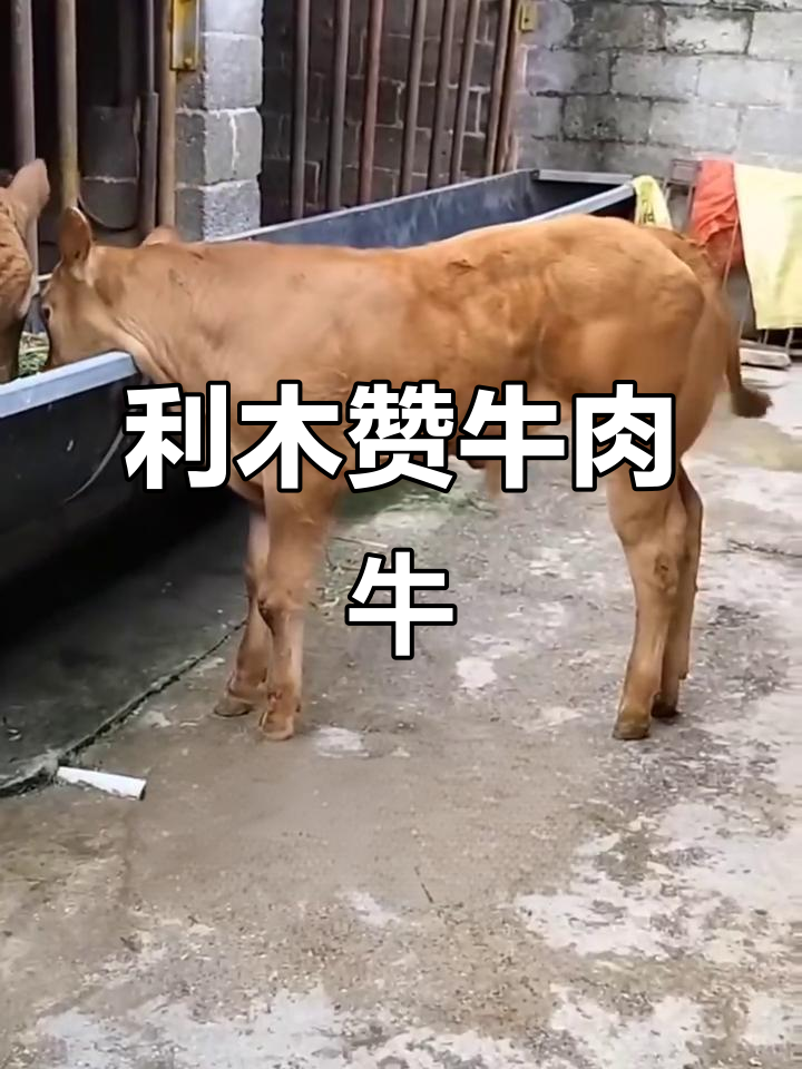 利木赞牛:法国传统肉用品种,肌肉发达、生长迅速
