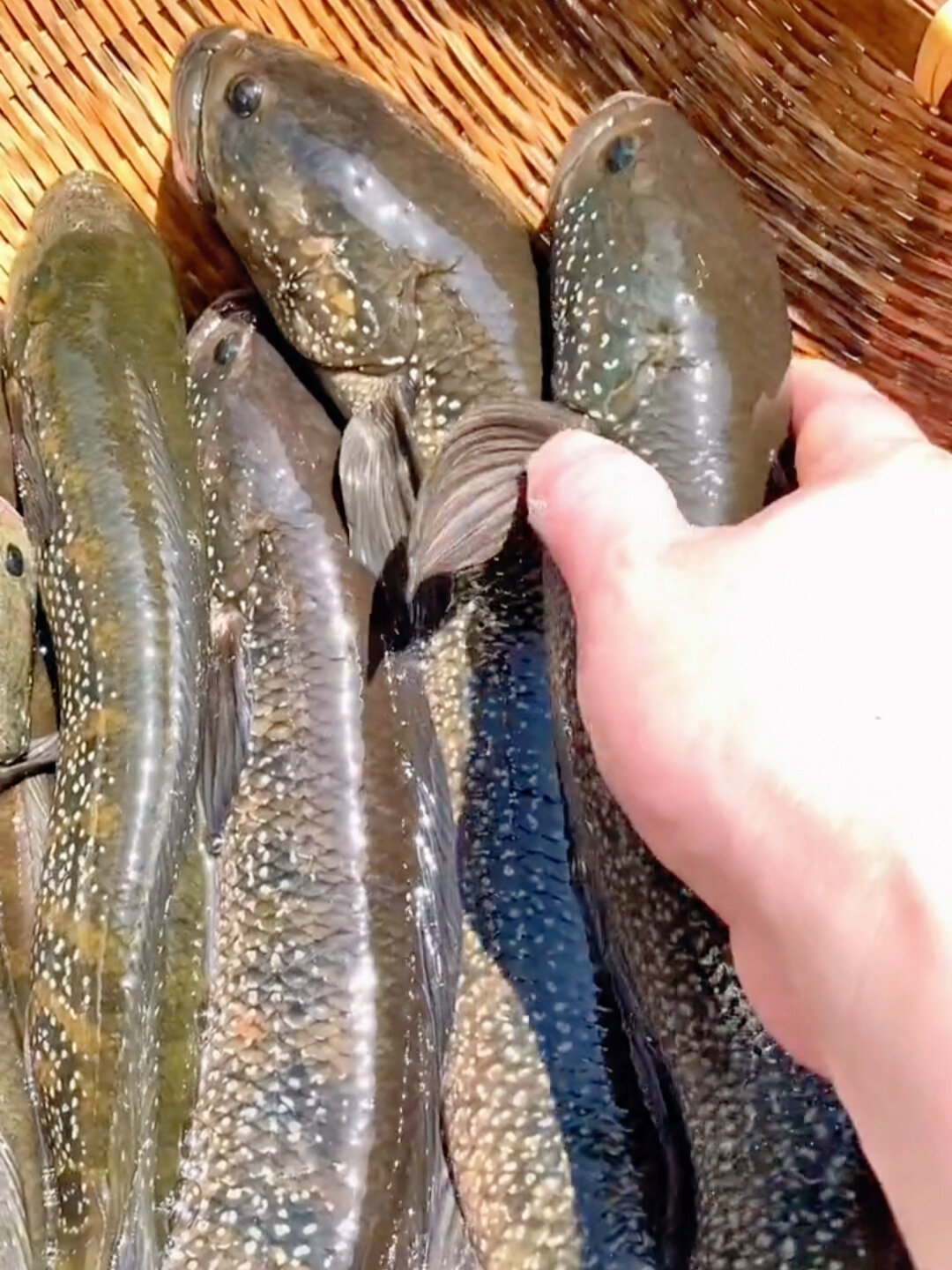 山斑鱼(七星鱼)有不多!