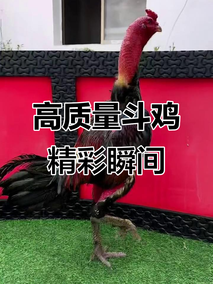 越南斗鸡大赛:公鸡激烈对决,超重腿穿胸打背震撼全场