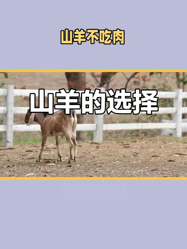 瞎眼山羊,牛肉猪肉各一边,它选哪块?