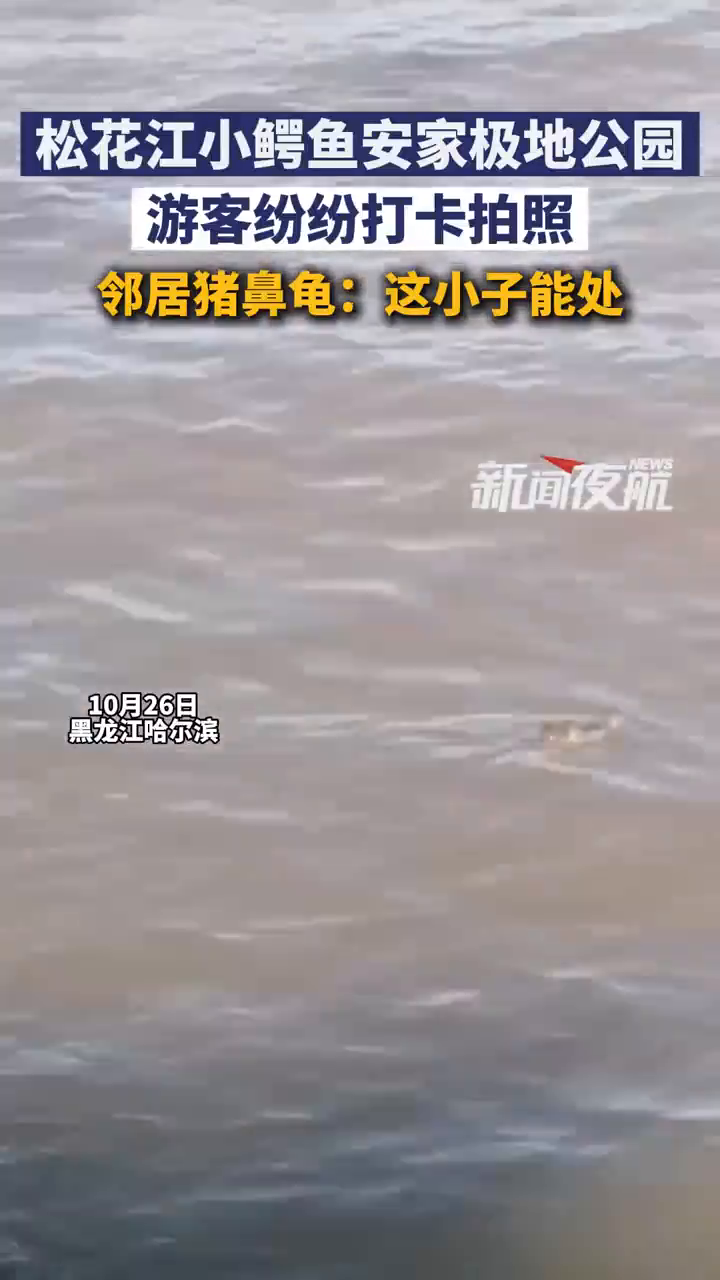 松花江里发现的暹罗鳄在极地公园有了新邻居