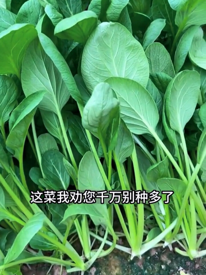生长速度最快速度的蔬菜品种鸡毛菜