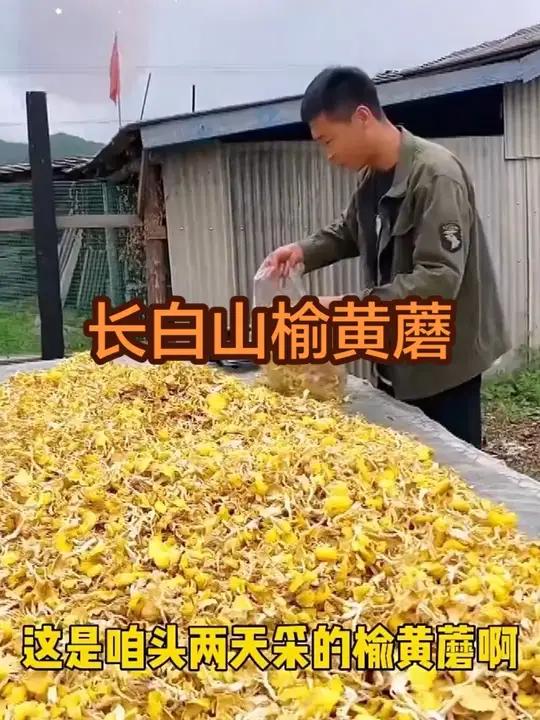 长白山榆黄蘑