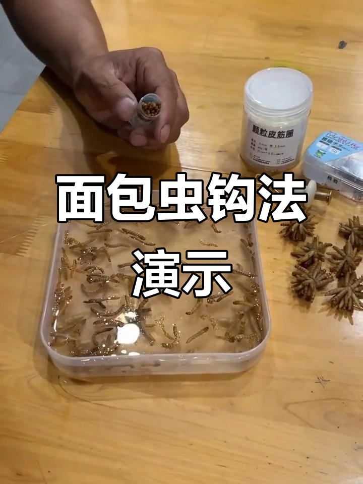 钓姜江桃必备技巧,面包虫挂钩轻松搞定