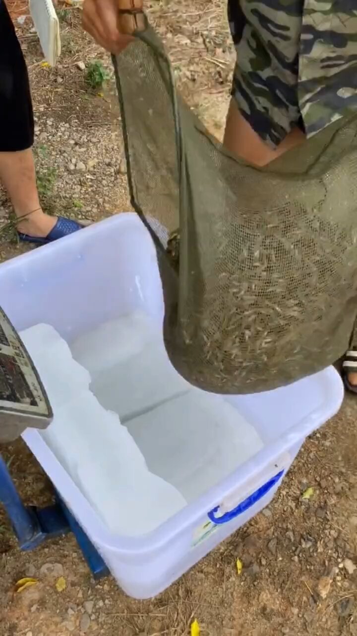 趴地虎鱼