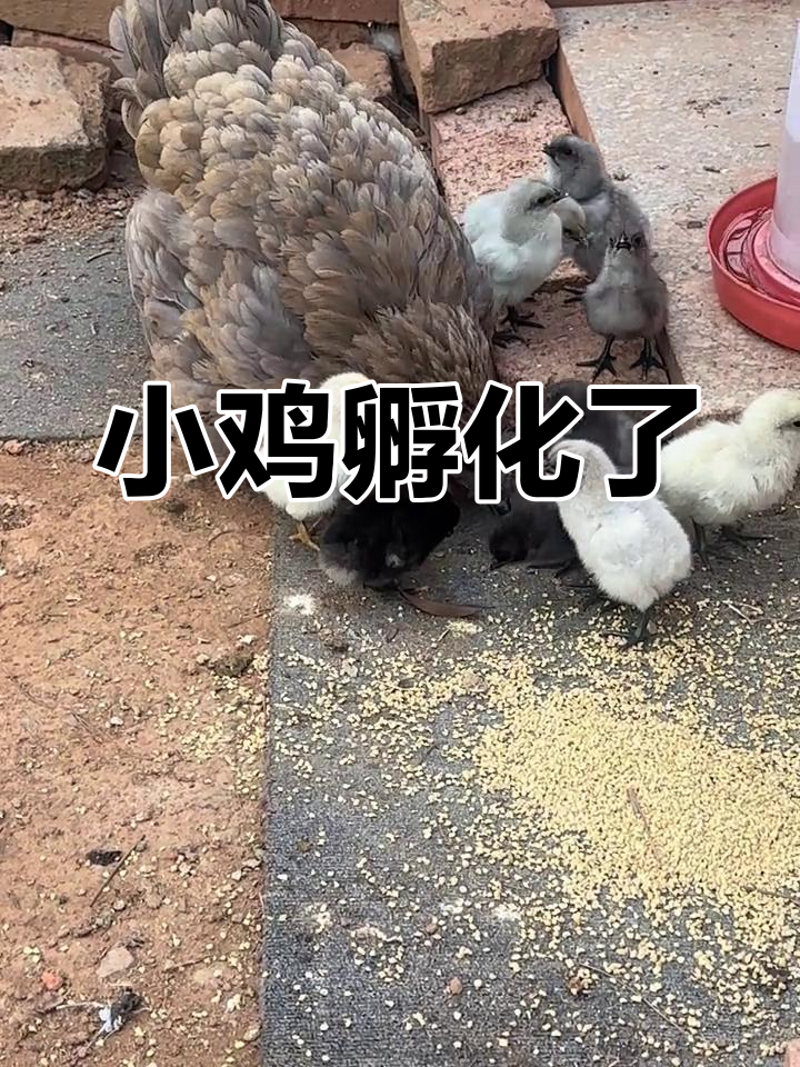 12只小鸡出壳,能活几只?看安义瓦灰鸡的孵化过程