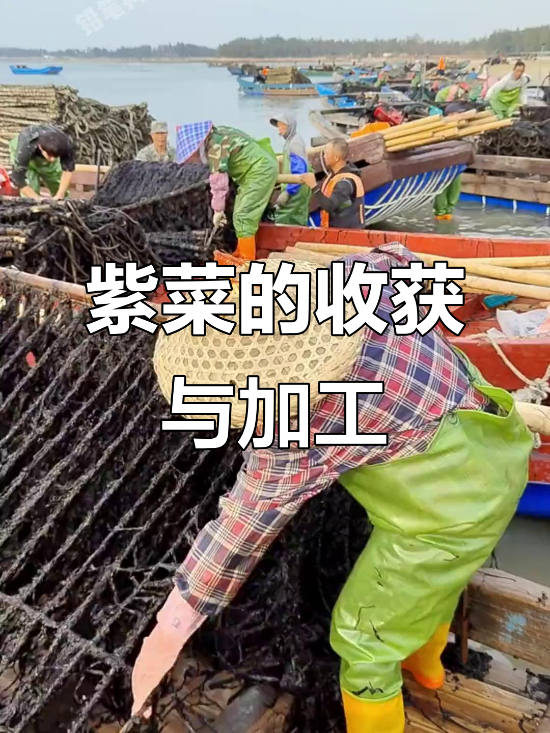 紫菜收割全过程揭秘:从海底到餐桌的奇妙转变